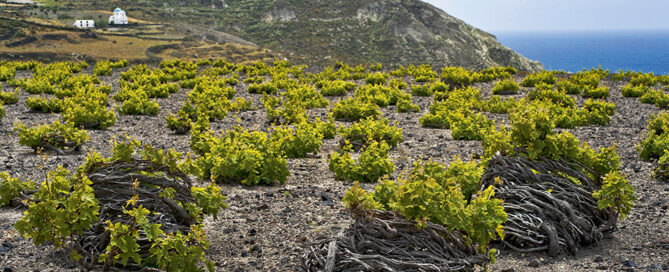 assyrtiko