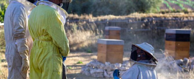 abejas