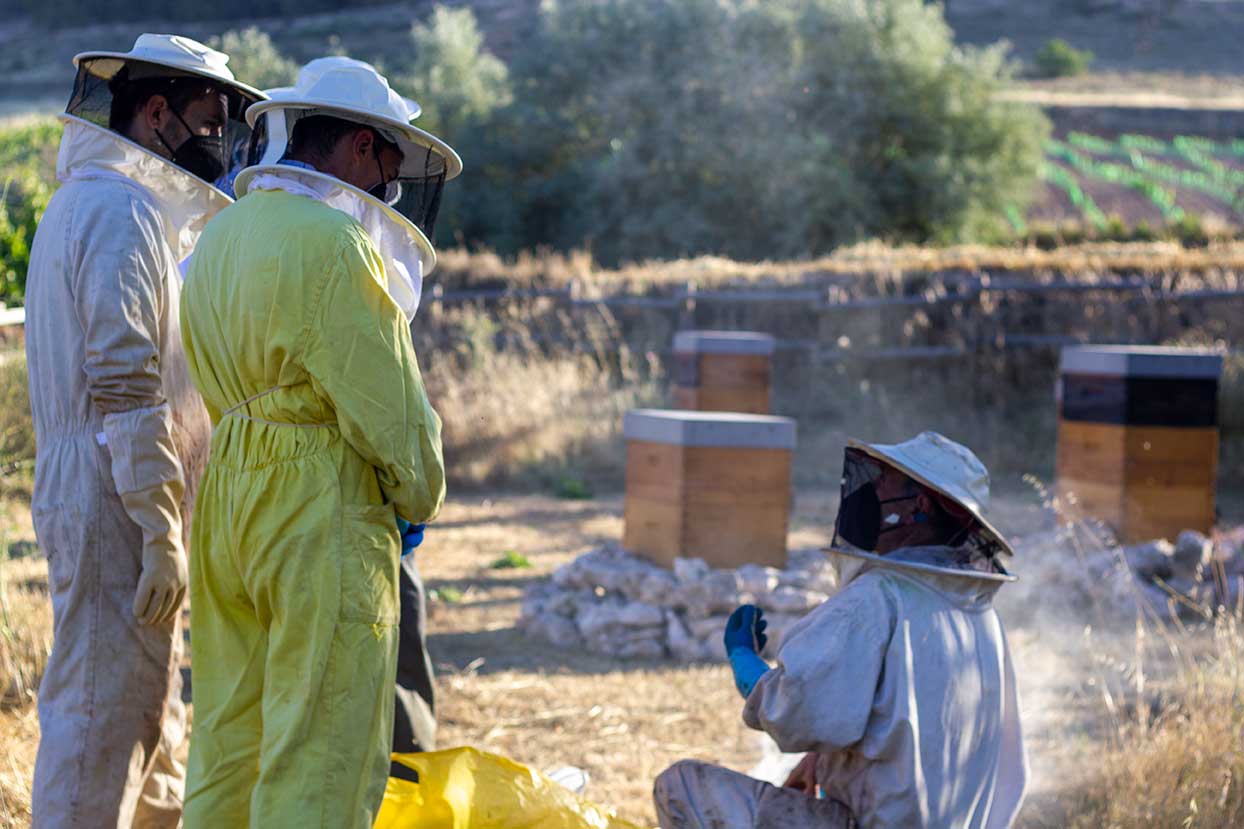 abejas